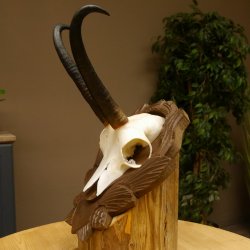 Gamsgeweih Geiß SL 20,4 cm Gams Gems Geweih auf geschnitztem Trophäenschild 47.273