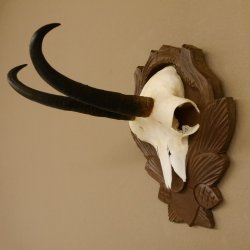 Gamsgeweih Geiß SL 20,4 cm Gams Gems Geweih auf geschnitztem Trophäenschild 47.273