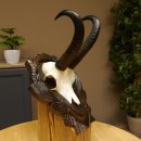 Gamsgeweih Bock SL 22,9 cm Gams Gems Geweih auf...