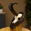 Gamsgeweih Bock SL 22,9 cm Gams Gems Geweih auf geschnitztem Trophäenschild 47.275