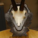 Gamsgeweih Bock SL 22,9 cm Gams Gems Geweih auf geschnitztem Trophäenschild 47.275