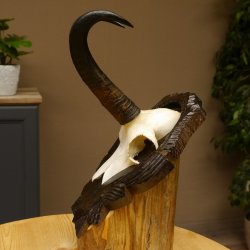 Gamsgeweih Bock SL 22,9 cm Gams Gems Geweih auf geschnitztem Trophäenschild 47.275