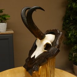Gamsgeweih Bock SL 22,9 cm Gams Gems Geweih auf geschnitztem Trophäenschild 47.275