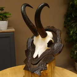 Gamsgeweih Bock SL 22,9 cm Gams Gems Geweih auf geschnitztem Trophäenschild 47.275