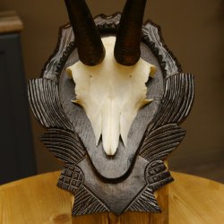 Gamsgeweih Bock SL 22,9 cm Gams Gems Geweih auf geschnitztem Trophäenschild 47.275