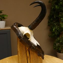 Gamsgeweih Bock SL 22,9 cm Gams Gems Geweih auf geschnitztem Trophäenschild 47.275