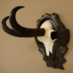 Gamsgeweih Bock SL 22,9 cm Gams Gems Geweih auf geschnitztem Trophäenschild 47.275