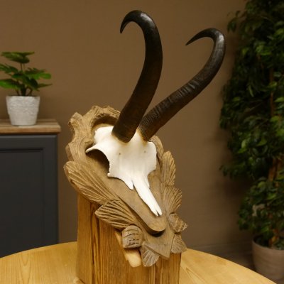 Gamsgeweih Bock SL 23 cm Gams Gems Geweih auf geschnitztem Trophäenschild 47.276