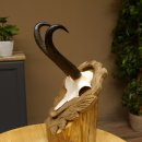 Gamsgeweih Bock SL 23 cm Gams Gems Geweih auf...