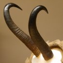 Gamsgeweih Bock SL 23 cm Gams Gems Geweih auf geschnitztem Trophäenschild 47.276