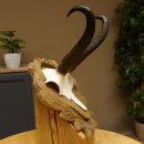 Gamsgeweih Bock SL 23 cm Gams Gems Geweih auf geschnitztem Trophäenschild 47.276