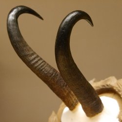 Gamsgeweih Bock SL 23 cm Gams Gems Geweih auf geschnitztem Trophäenschild 47.276