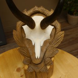 Gamsgeweih Bock SL 23 cm Gams Gems Geweih auf geschnitztem Trophäenschild 47.276