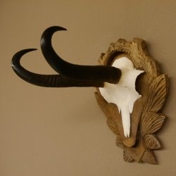 Gamsgeweih Bock SL 23 cm Gams Gems Geweih auf geschnitztem Trophäenschild 47.276