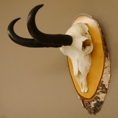 Gamsgeweih Bock SL 22,9 cm Gams Gems Geweih auf Birke Schild 47.277