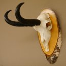 Gamsgeweih Bock SL 22,9 cm Gams Gems Geweih auf Birke...