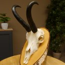 Gamsgeweih Bock SL 22,9 cm Gams Gems Geweih auf Birke...