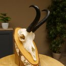 Gamsgeweih Bock SL 22,9 cm Gams Gems Geweih auf Birke Schild 47.277