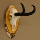 Gamsgeweih Bock SL 22,9 cm Gams Gems Geweih auf Birke Schild 47.277