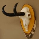 Gamsgeweih Bock SL 22,9 cm Gams Gems Geweih auf Birke Schild 47.277