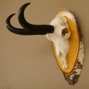 Gamsgeweih Bock SL 22,9 cm Gams Gems Geweih auf Birke Schild 47.277