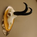 Gamsgeweih Bock SL 22,9 cm Gams Gems Geweih auf Birke Schild 47.277