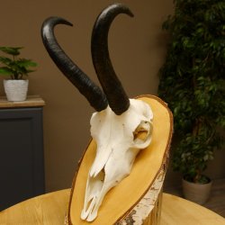 Gamsgeweih Bock SL 22,9 cm Gams Gems Geweih auf Birke Schild 47.277