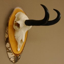 Gamsgeweih Bock SL 22,9 cm Gams Gems Geweih auf Birke Schild 47.277