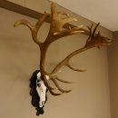 Rothirschgeweih hochkapital ung. 26 ender Stangengewicht...