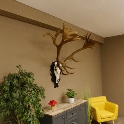 Rothirschgeweih hochkapital ung. 26 ender Stangengewicht 9 kg Hirsch Höhe 118 cm Hirschgeweih Geweih geschnitztem Schild