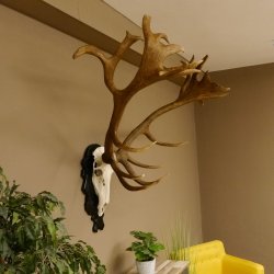 Rothirschgeweih hochkapital ung. 26 ender Stangengewicht 9 kg Hirsch Höhe 118 cm Hirschgeweih Geweih geschnitztem Schild