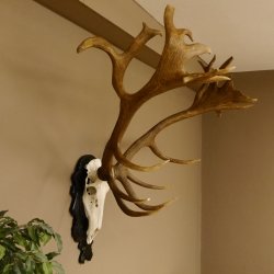 Rothirschgeweih hochkapital ung. 26 ender Stangengewicht 9 kg Hirsch Höhe 118 cm Hirschgeweih Geweih geschnitztem Schild