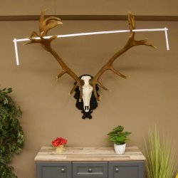 Rothirschgeweih hochkapital ung. 26 ender Stangengewicht 9 kg Hirsch Höhe 118 cm Hirschgeweih Geweih geschnitztem Schild