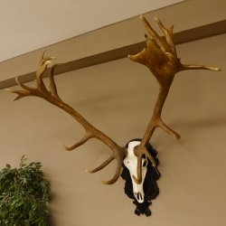 Rothirschgeweih hochkapital ung. 26 ender Stangengewicht 9 kg Hirsch Höhe 118 cm Hirschgeweih Geweih geschnitztem Schild