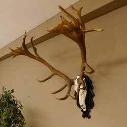 Rothirschgeweih hochkapital ung. 26 ender Stangengewicht 9 kg Hirsch Höhe 118 cm Hirschgeweih Geweih geschnitztem Schild