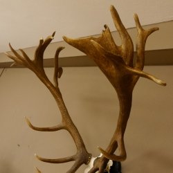 Rothirschgeweih hochkapital ung. 26 ender Stangengewicht 9 kg Hirsch Höhe 118 cm Hirschgeweih Geweih geschnitztem Schild