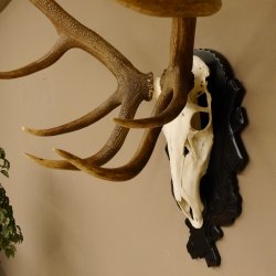 Rothirschgeweih hochkapital ung. 26 ender Stangengewicht 9 kg Hirsch Höhe 118 cm Hirschgeweih Geweih geschnitztem Schild