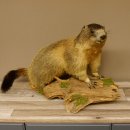 Murmeltier Präparat Höhe 40 cm auf Dekostein...