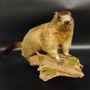 Murmeltier Präparat Höhe 40 cm auf Dekostein Trophäe Murmel 89.12.73