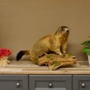 Murmeltier Präparat Höhe 40 cm auf Dekostein Trophäe Murmel 89.12.73