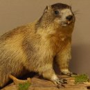 Murmeltier Präparat Höhe 40 cm auf Dekostein Trophäe Murmel 89.12.73