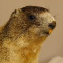 Murmeltier Präparat Höhe 40 cm auf Dekostein Trophäe Murmel 89.12.73