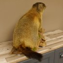 Murmeltier Präparat Höhe 40 cm auf Dekostein Trophäe Murmel 89.12.73