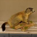 Murmeltier Präparat Höhe 40 cm auf Dekostein Trophäe Murmel 89.12.73