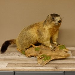 Murmeltier Präparat Höhe 40 cm auf Dekostein Trophäe Murmel 89.12.73