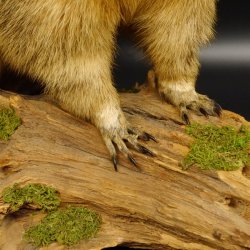 Murmeltier Präparat Höhe 40 cm auf Dekostein Trophäe Murmel 89.12.73