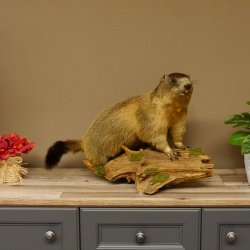 Murmeltier Präparat Höhe 40 cm auf Dekostein Trophäe Murmel 89.12.73