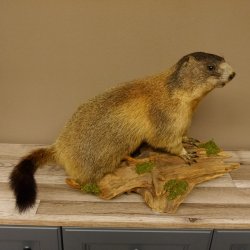 Murmeltier Präparat Höhe 40 cm auf Dekostein Trophäe Murmel 89.12.73