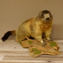 Murmeltier Präparat Höhe 40 cm auf Dekostein Trophäe Murmel 89.12.73