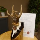 Rehgeweih Medaillenklasse Bronze 370 g CIC 108,40 IP HL...
